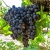 Nasiona Winogron ciemny na wino! szt.5 Nxx436