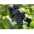 Nasiona Winogron ciemny na wino! szt.5 Nxx436
