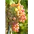 Nasiona Winogron z rumieńcem szt.5 Nxx147