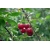 Nasiona Wiśnia duże owoce szt.5 Nxx693