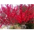 Nasiona Wiśnia jap czerwona szt.3 Nxx92