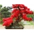 Nasiona Wiśnia jap czerwona szt.3 Nxx92