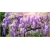 Nasiona Wisteria glicynia szt.3 Nxx97