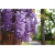 Nasiona Wisteria glicynia szt.3 Nxx97