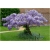 Nasiona Wisteria glicynia szt.3 Nxx97