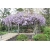 Nasiona Wisteria glicynia szt.3 Nxx97