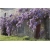 Nasiona Wisteria glicynia szt.3 Nxx97