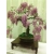 Nasiona Wisteria glicynia mini szt.3 Nxx81