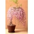 Nasiona Wisteria glicynia mini szt.3 Nxx81