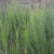 Nasiona Żarnowiec miotlasty żółty szt.10 Nxx655