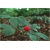 Nasiona Żeń-szeń korzeń warzywo szt.5 Nxx472