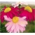 Nasiona Złocień dalmatyński czerw-róż szt.5 Nxx583