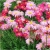 Nasiona Złocień dalmatyński czerw-róż szt.5 Nxx583