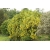 nasiona Złotokap pospolity Laburnum anagyroides szt5 Fore199