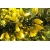 nasiona Złotokap pospolity Laburnum anagyroides szt5 Fore199
