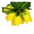 Nasiona Cesarska korona żółta szt.5 N169