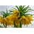 Nasiona Cesarska korona żółta szt.5 Nxx169