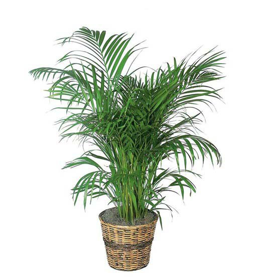 Palma Areka Chrysalidocarpus Lutescens