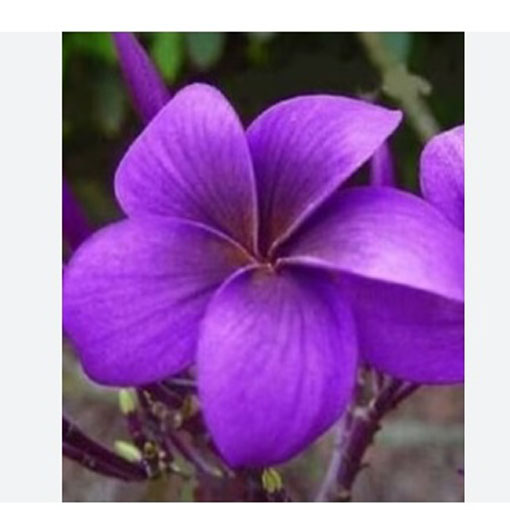 Plumeria fioletowa, Plumeria Tourn violet