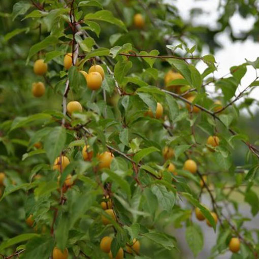 Nasiona śliwka mirabelka żółta, Prunus domestica subsp. syriaca