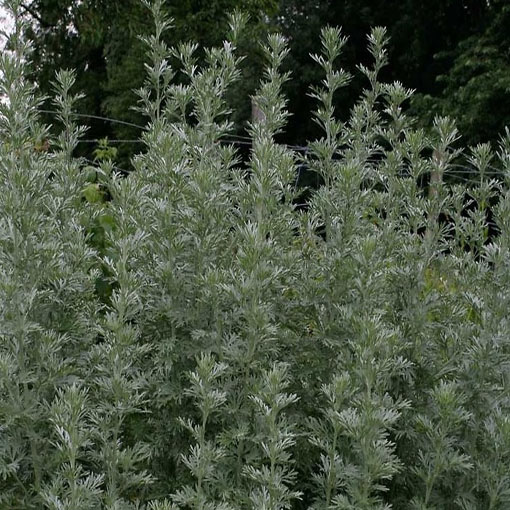 Bylica piołun, Artemisia absinthium Wormwood