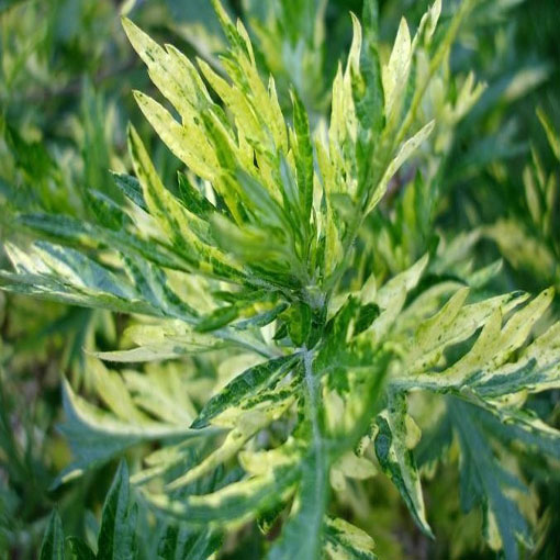 Bylica piołun, Artemisia absinthium Wormwood