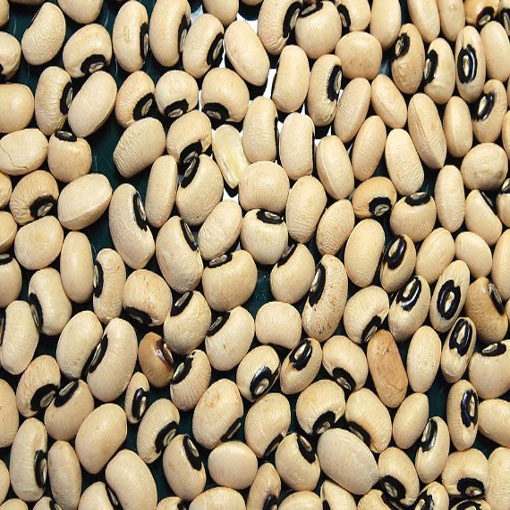 Fasola Black Eyed Beans, Phaseolus coccineus, Sugar Beans