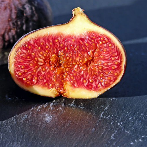 Figa Red Fig figowiec, Ficus carica