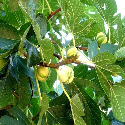 Figa Red Fig figowiec, Ficus carica