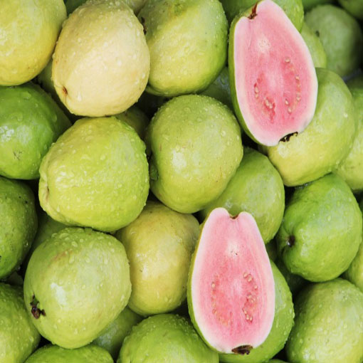 Guava czerwona Gujawa, gruszla, Psidium acranthum