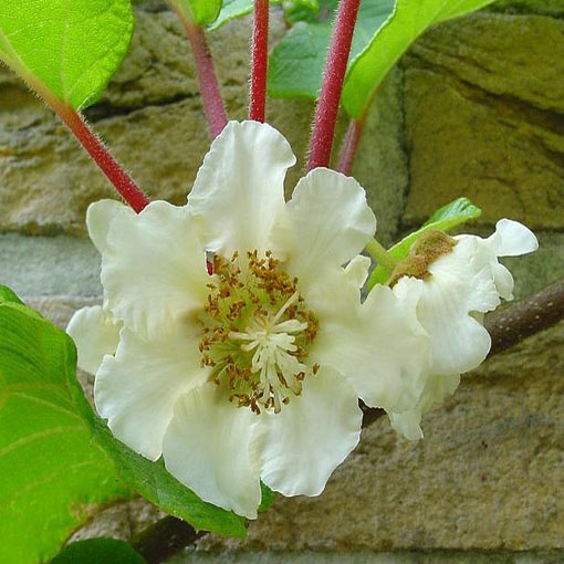 Kiwi agrest chiński, Actinidia