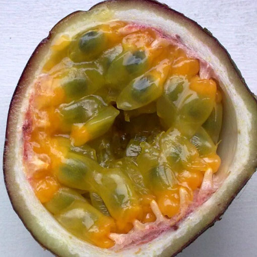 Marakuja Passion Fruit, Passiflora edulis Sims, męczennica jadalna
