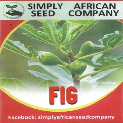 Nasiona Figa pospolita figowiec Afr7