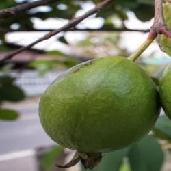 Nasiona Gujawa zielona Guava Afr3