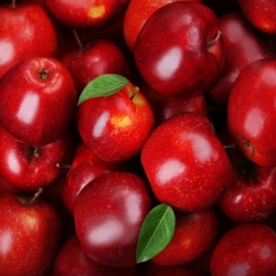 Nasiona Jabłko czerwone jabłoń Afr30