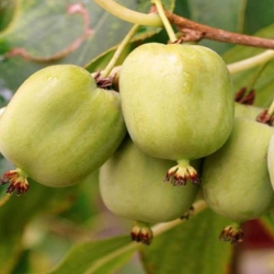 Nasiona Kiwi agrest chiński Afr13