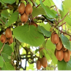 Nasiona Kiwi agrest chiński Afr13