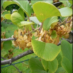 Nasiona Kiwi agrest chiński Afr13