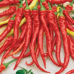 Nasiona Papryka Cayenne Peppers b.ostra Afr36
