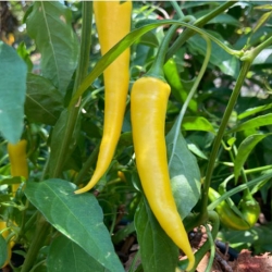Nasiona Papryka Cayenne Peppers b.ostra Afr36