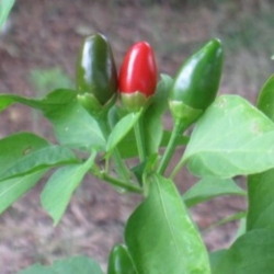 Nasiona Papryka Chili Pepper ostra Afr10