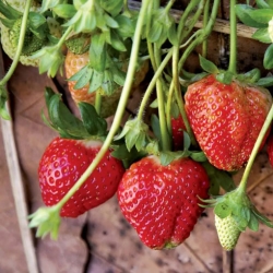Nasiona Truskawka deserowa Strawberry Afr15