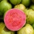 Nasiona Guava czerwona Gujawa, gruszla Afr14
