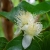 Nasiona Guava czerwona Gujawa, gruszla Afr14