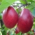 Nasiona Jabłko czerwone jabłoń Afr30