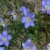 Nasiona Len zwyczajny niebieski Flax Afr37