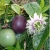 Nasiona Marakuja Passion Fruit Afr22