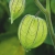 Nasiona Miechunka peruwiańska gooseberry Afr24