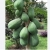 Nasiona Papaya Melonowiec żółta Afr27