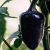 Nasiona Papryka Jalapeno fiolet łagodna Chia Afr18